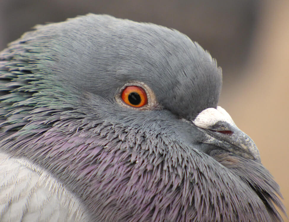 Birds, HVAC and Health Dangers?? 