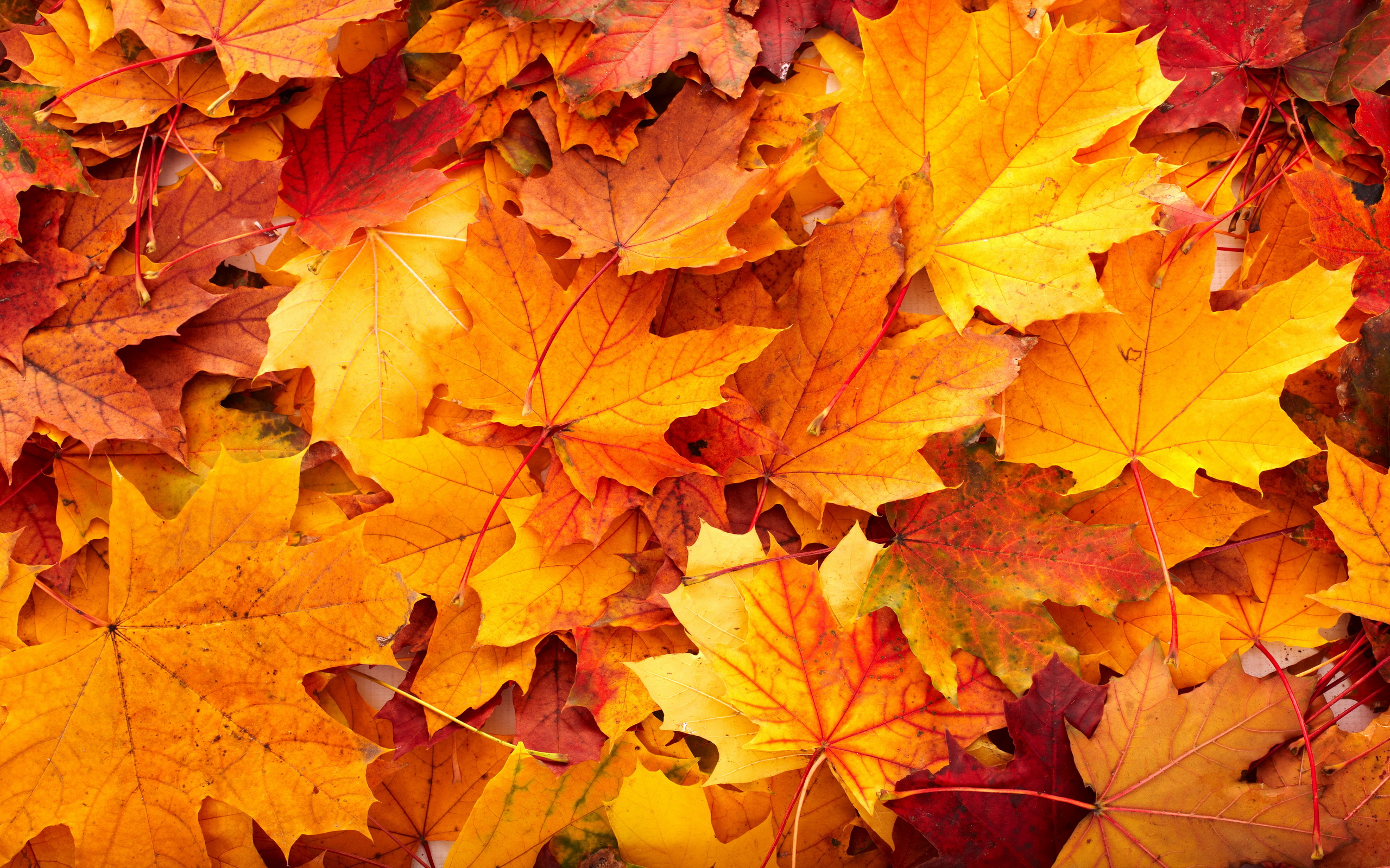 fall-is-here-time-for-a-little-warmth